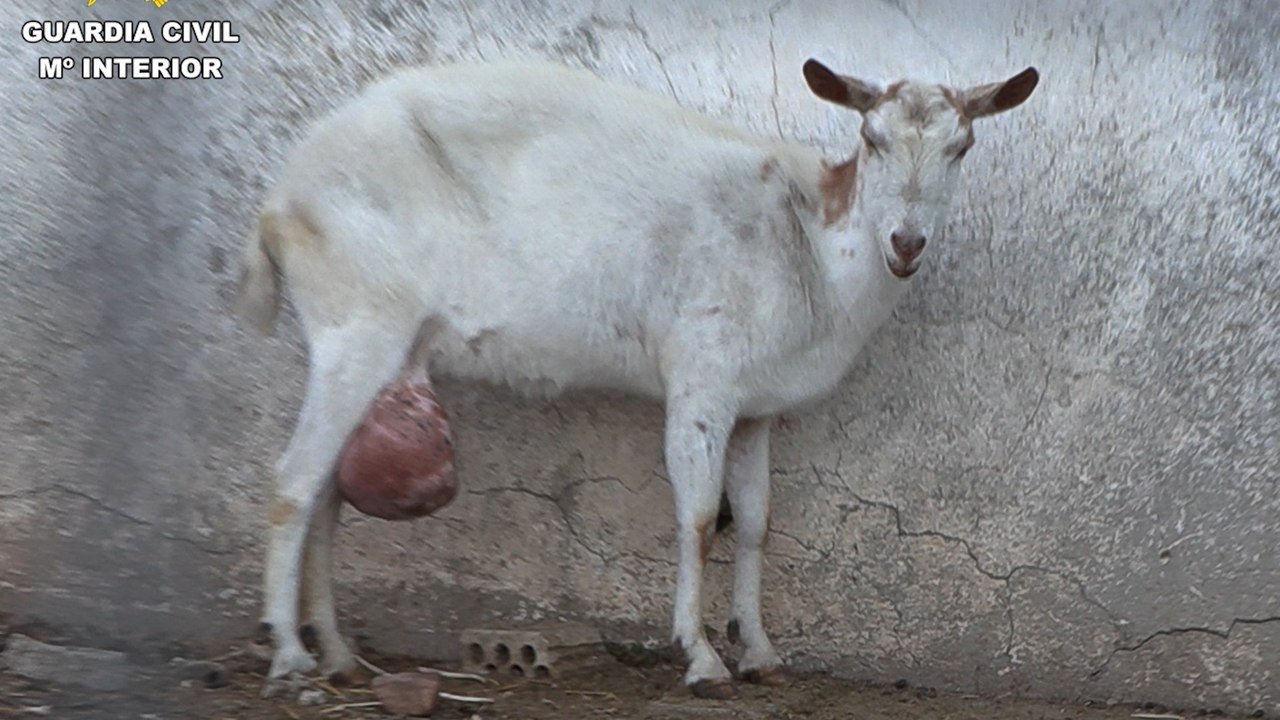 Así era un matadero clandestino: animales moribundos, ratas muertas y cabezas cortadas entre la suciedad