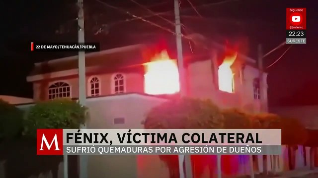 Ataque en Tehuacán deja a perrito Fénix con quemaduras tras intento de linchamiento