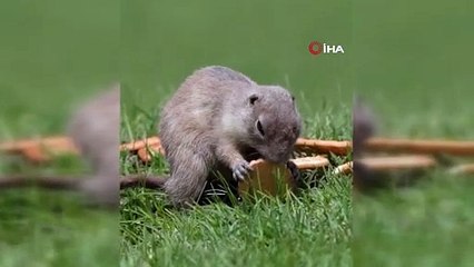 Bayburt’ta şirin gösteri! Anadolu yer sincabı bisküviyle yakalandı