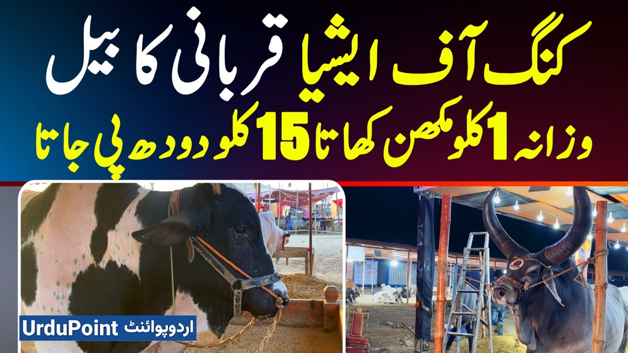 "King Of Asia" Heaviest Sacrificial Bull in Karachi's Cattle Market - What’s the Price?