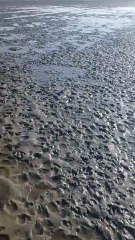 Fenicotteri nelle risaie, gli agricoltori disperati: "Ecco cosa facciamo per scacciarli"