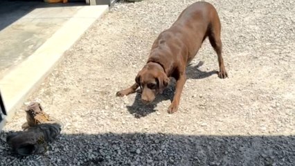 Dog barked at full volume when snake appeared on the ground