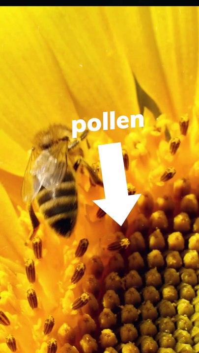 Il y a plus d'allergies au pollen qu'avant ?