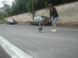 bull terrier chessy a l'entrainement