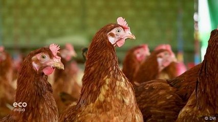 Cage-free: India's movement for eco-friendly egg farming