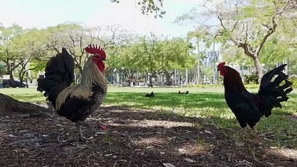 Há cada vez mais galinhas nas ruas de Miami
