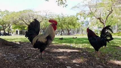 Umherziehende Hähne erobern die Straßen von Miami