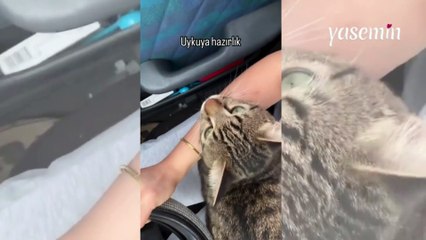 Kedisiyle beraber 6 saat yolculuk yaptı! O deneyimi böyle paylaştı