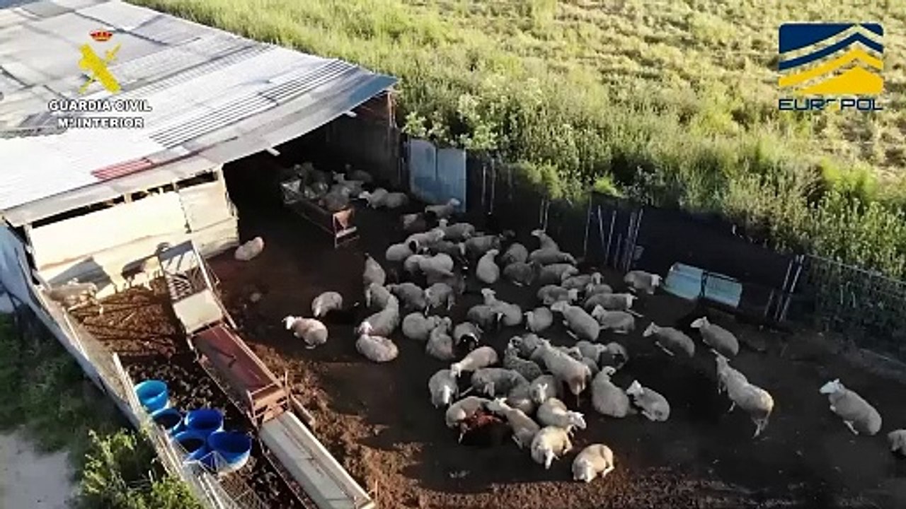La Guardia Civil destapa los 'mataderos de los horrores': carne en mal estado servida en chinos