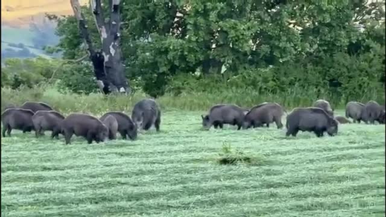 A Orsara di Puglia l'invasione dei cinghiali, l'allarme degli agricoltori