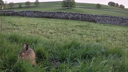 Eurasian curlew frightens hare too close to its nest