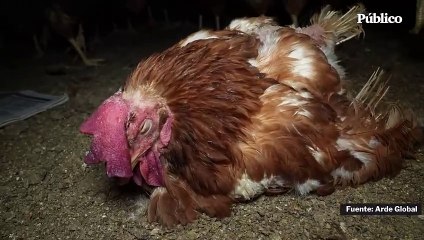 Un nuevo caso de aves en malas condiciones en una granja de Mallorca
