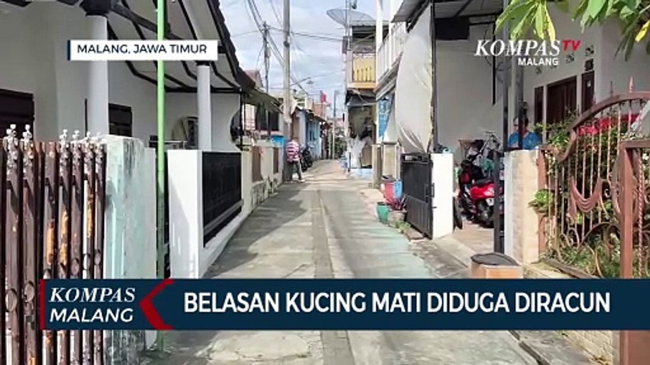 Belasan Kucing di Malang Mati Mendadak Diduga Diracun