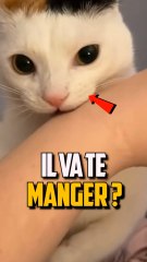SI TU MEURS DEVANT TON CHAT IL TE MANGE ?