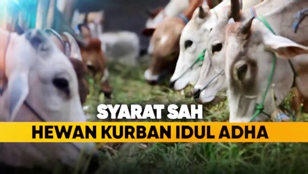 Mengenal Syarat Sah Hewan Kurban Idul Adha