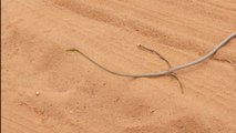 Exotic snake looks like a twig stretched across the mud