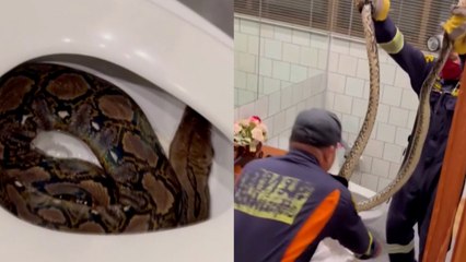 Tayland’da bir evin tuvaletinden dev piton çıktı