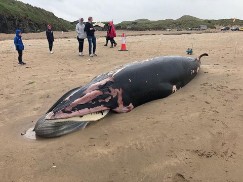 'It is becoming a bit of a tourist attraction': Curious crowds gather to see beached minke whale found on Portstewart beach