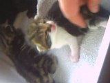chatons Chifumi 10/05/2008