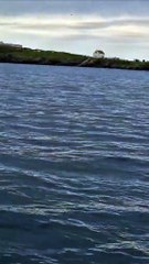 Dolphin puts on a show as family scatter ashes