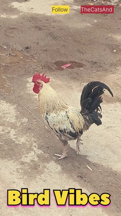 Bird Vibes | Rooster Alarm | #foryou #bird #sound @TheCatsAnd