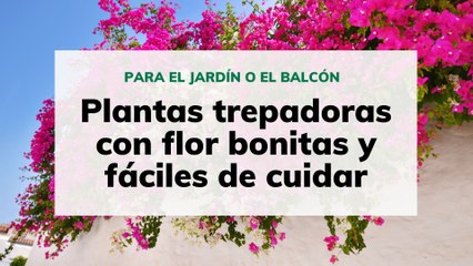 Plantas trepadoras con flor bonitas y fáciles de cuidar