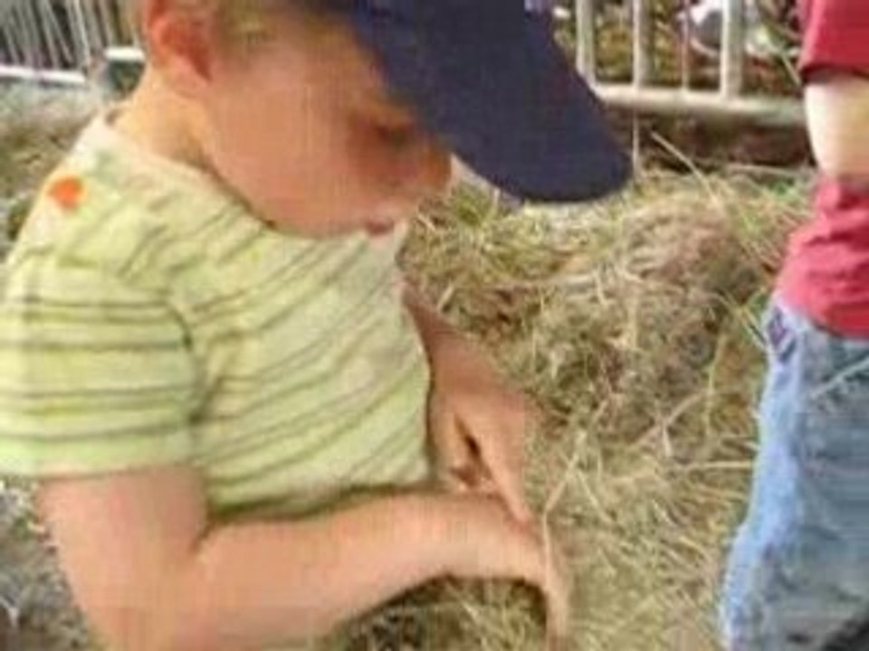 LA VACHE AIME GABRIEL