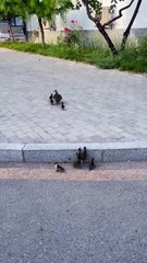 Mama Duck Said Hop, So They Hopped!