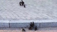 Mama Duck Said Hop, So They Hopped!