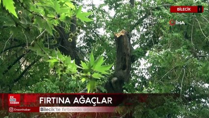 Bilecik’te fırtınada ağaç dalından son anda kurtuldu