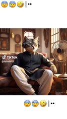 Cat funny garmi story 🤣 #cat #cute #funny #crazyfunnyvideos #shortsfeed #shortvideo #trendingvideo