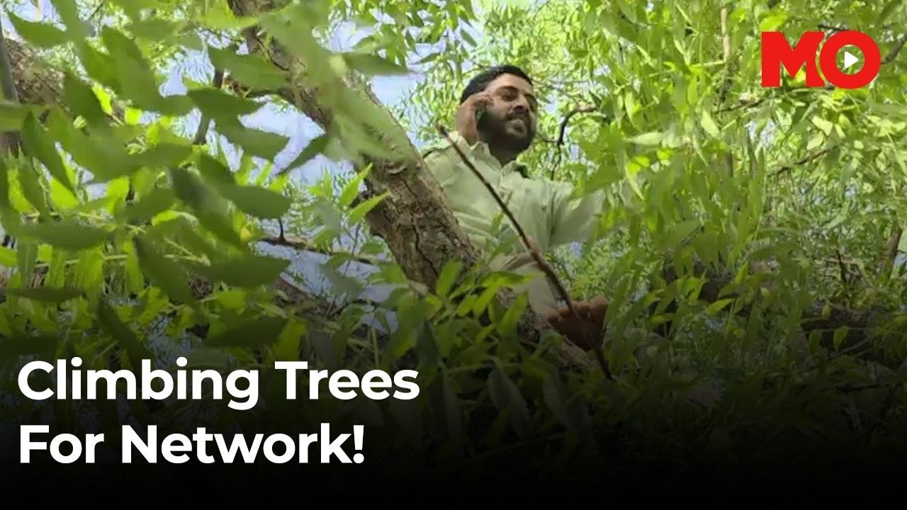 These villagers in Madhya Pradesh climb trees to catch mobile signal