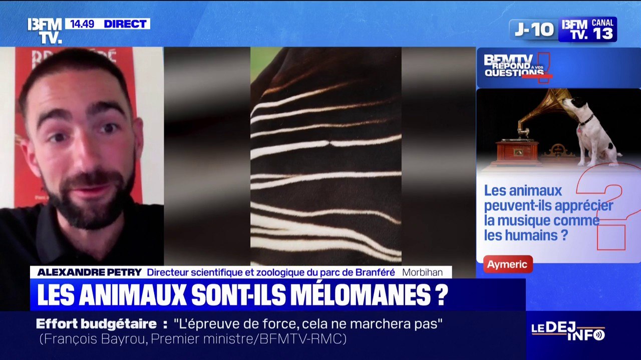 Les animaux peuvent-ils apprécier la musique co...