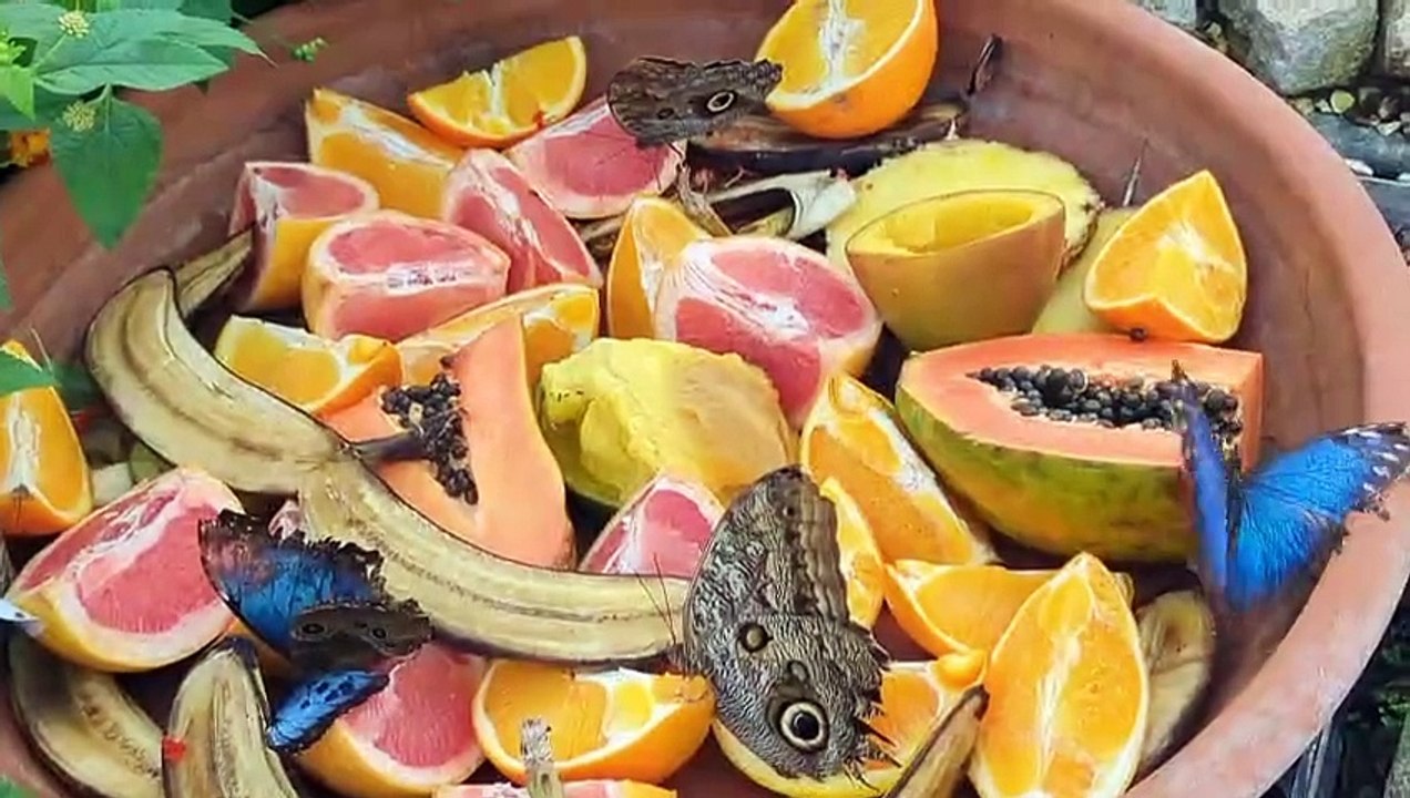 Blenheim Palace butterfly house - plates of fruit are put out as food