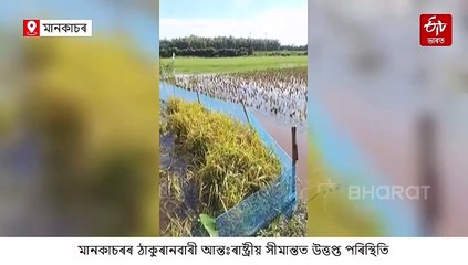 ভাৰত-বাংলাদেশ সীমান্তত উত্তেজনা, শূন্যলৈ গুলীচালনা BSF ৰ