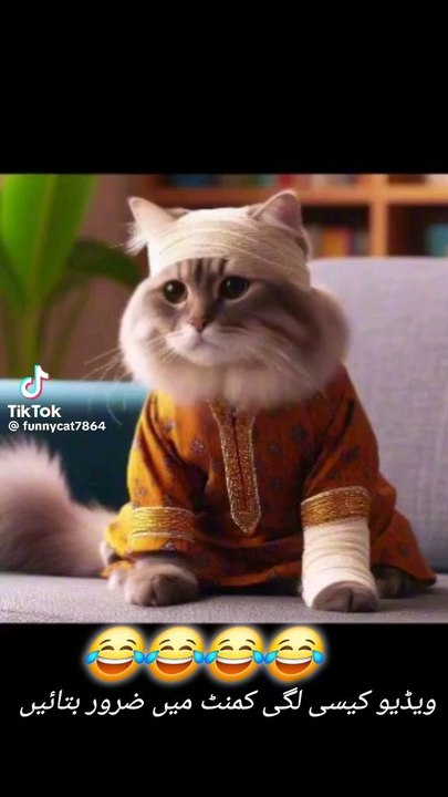 cat funny seen #cat #cutecat #catlover #trendingshorts #funny #funnymoments #funnyshorts #catlover