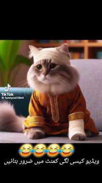 cat funny seen #cat #cutecat #catlover #trendingshorts #funny #funnymoments #funnyshorts #catlover