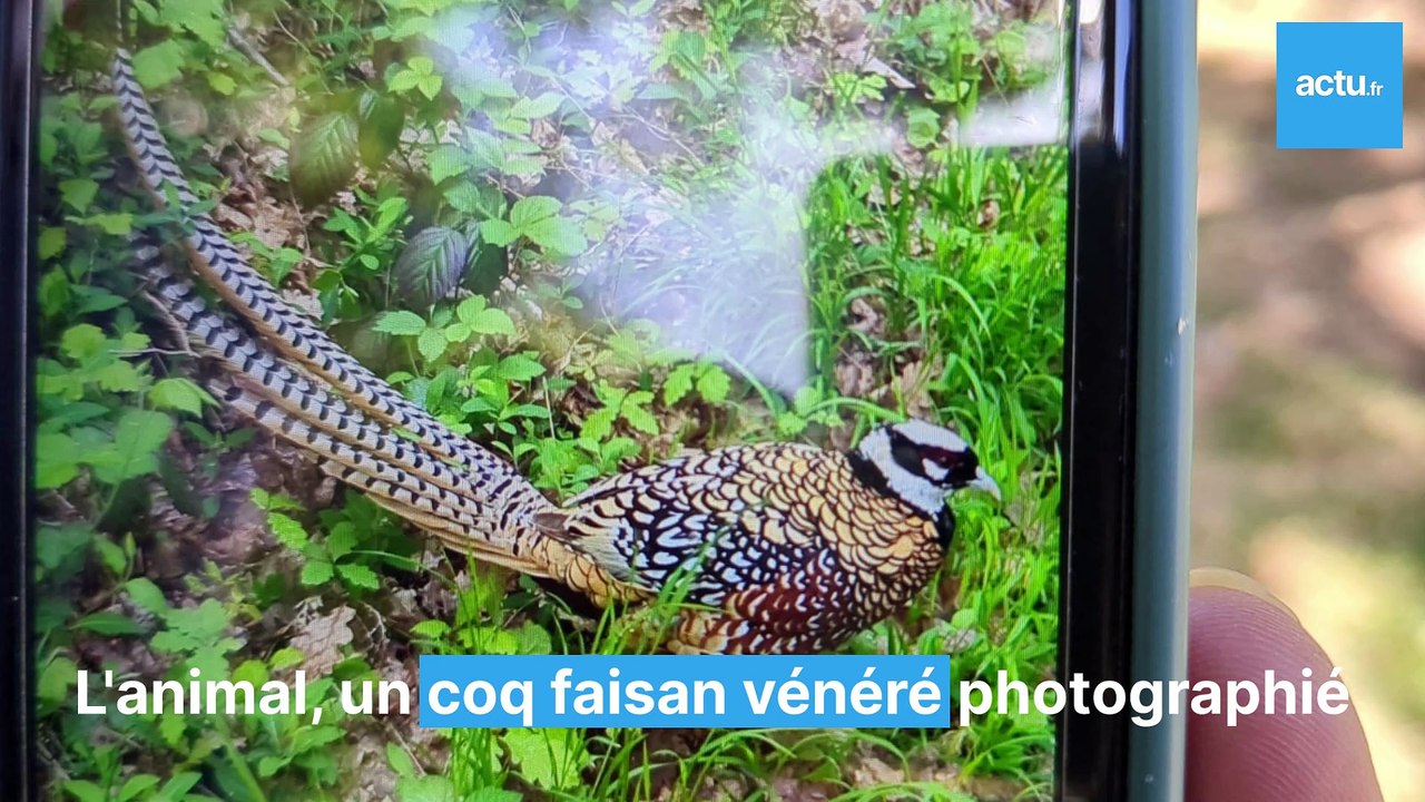 Un faisan agressif dans une forêt des Yvelines
