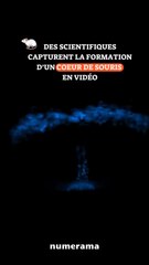 Des scientifiques filment la formation d'un coeur !