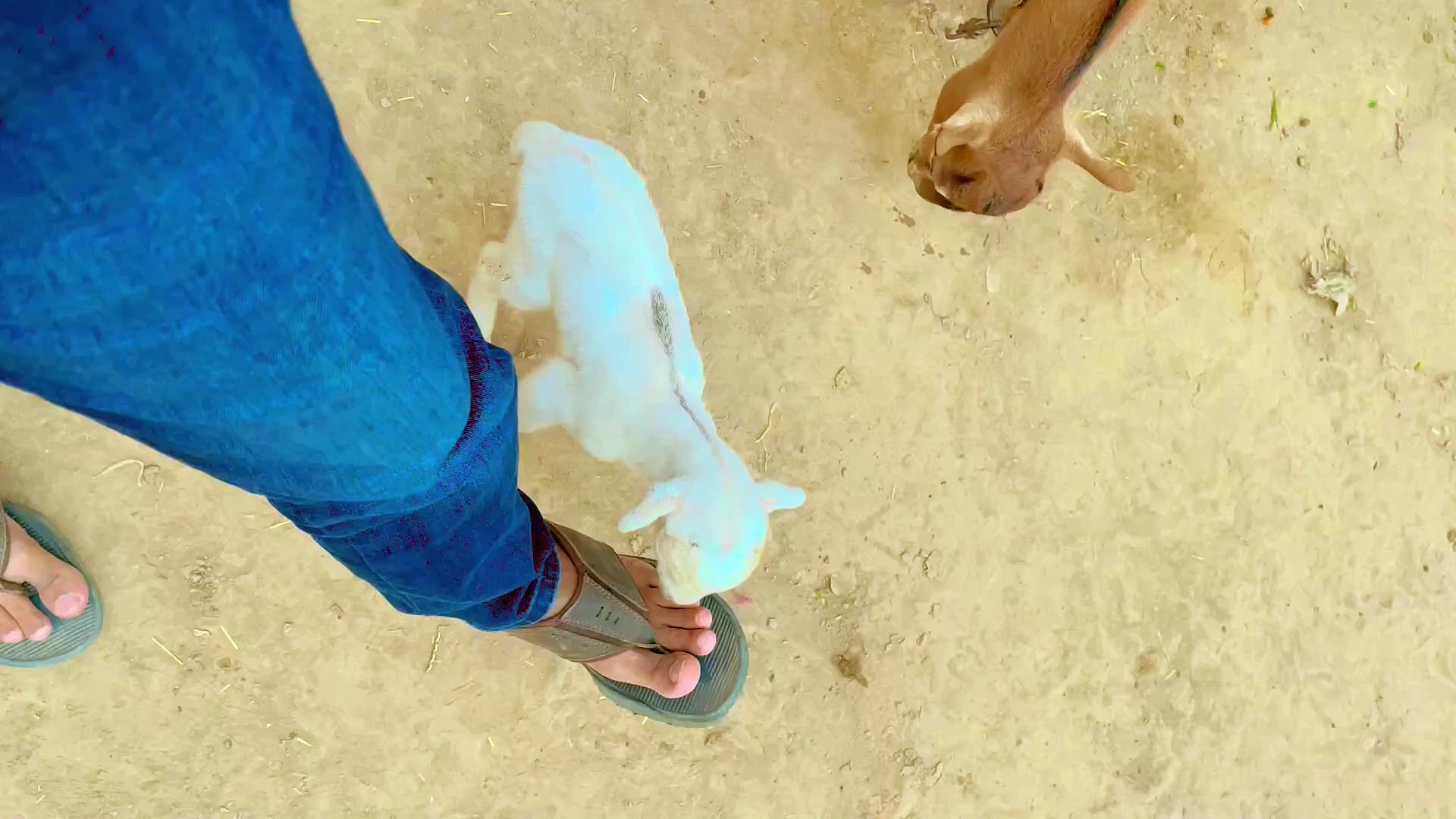 ⁣Pets life