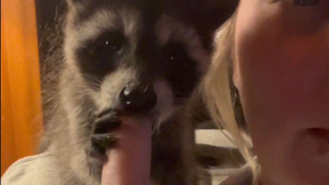 Baby raccoon sucks girl’s finger while sitting on her shoulder