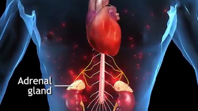Suprarenal Glands Exposed: 12 Astonishing Facts About Your Body’s Stress Command Center! 🚨🧪