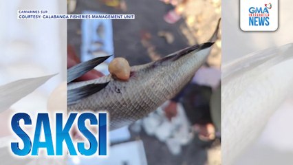 Mahigit dalawang toneladang isda sa Camarines Sur, nangamatay | Saksi