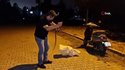 Evde yakaladığı karayılana nasihat edip doğaya bıraktı: İnsanlardan uzak dur...