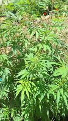 HRTC Dharamshala to Bhuntar Volvo Bus Journey 🚌  Timings  Fare Info