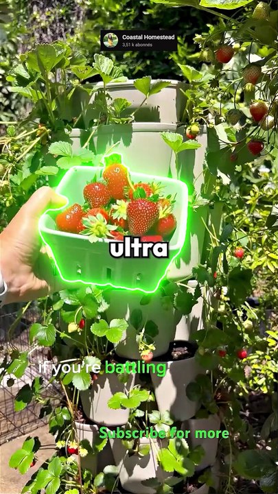 Le fruit le plus RENTABLE à planter ? 🌱