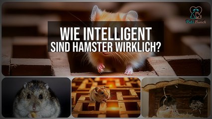 Wie Intelligent Sind Hamster Wirklich? | Die Geheime Intelligenz von Hamstern Enthüllt!