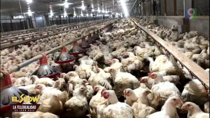 ¡Denuncia! Sobreproducción de pollos en RD | El Show del Mediodía