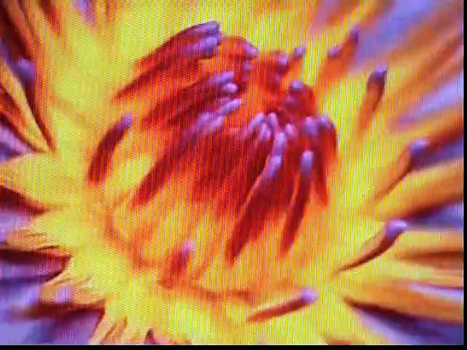 FALLING IN LOVE AGAIN  ( LEO BENNINK  & SOPHIA )  / POP / ROCK / SOUL / R&B /FNK /