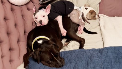 Foster Pittie Sits On His Siblings To Feel Safe